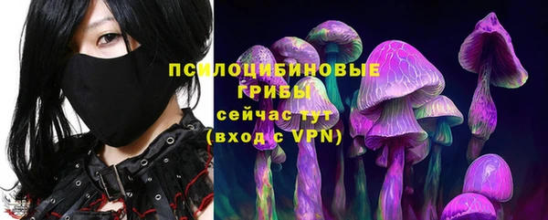 прущие грибы Аркадак